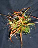 UNCINIA RUBRA variegated 2