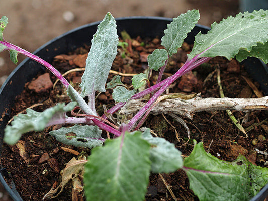 UNKNOWN ASTERACEAE MSF 5-14