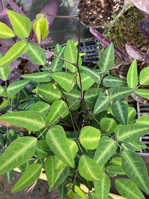 UNKNOWN BLUE-FLOWERED LEGUME