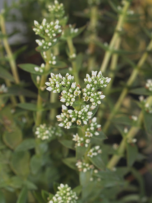 SEDUM PRAEALTUM