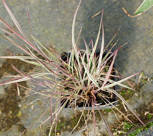 SCHIZACHYRIUM SCOPARIUM 'CHAMELEON'