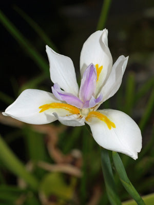 DIETES IRIDIOIDES