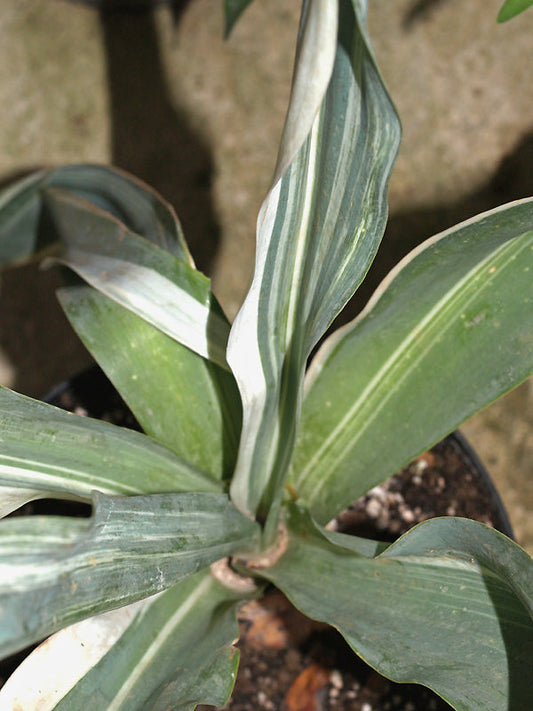 URGINEA MARITIMA 'GABBY'
