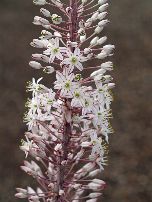 URGINEA MARITIMA