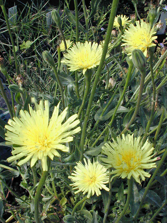 UROSPERMUM DALECHAMPII