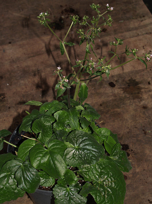 VALERIANA JATAMANSI PAB 5337