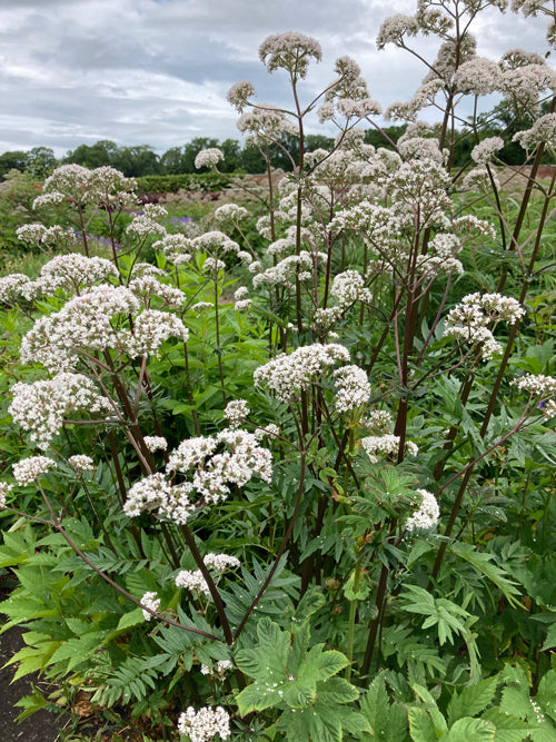VALERIANA OFFICINALIS