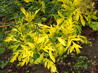 VALERIANA PHU 'AUREA'