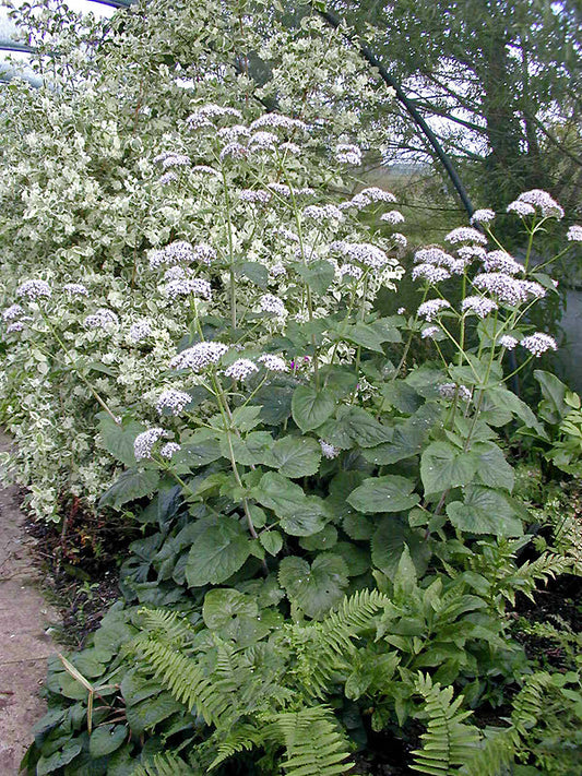 VALERIANA PYRENAICA