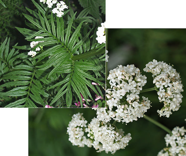 VALERIANA WALLROTHII