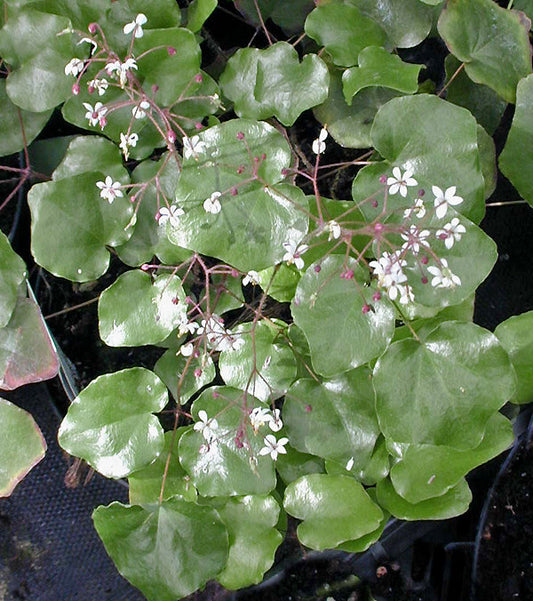 VANCOUVERIA PLANIPETALA 'BELLEVUE STRAIN'