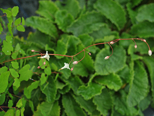 VANCOUVERIA HEXANDRA