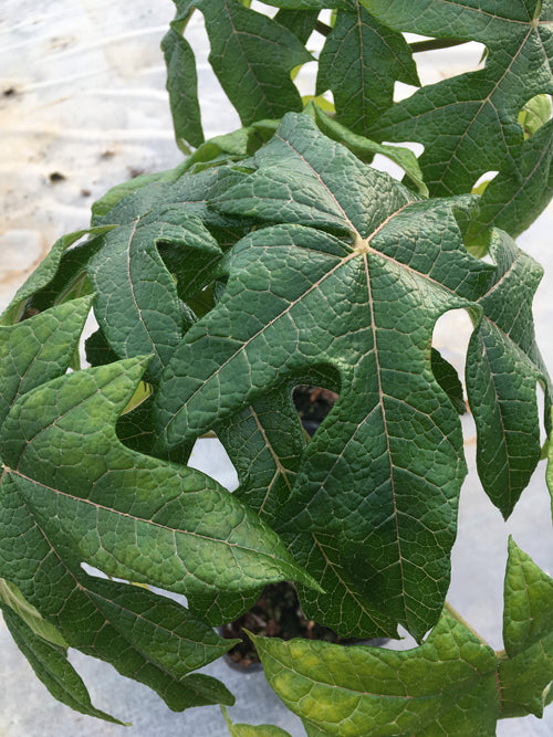 VASCONCELLEA PUBESCENS