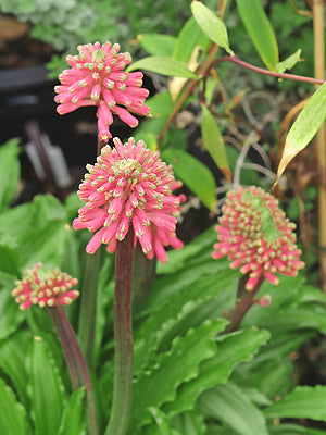 VELTHEIMIA BRACTEATA