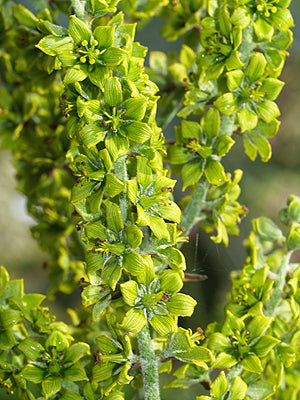 VERATRUM ALBUM var.FLAVUM