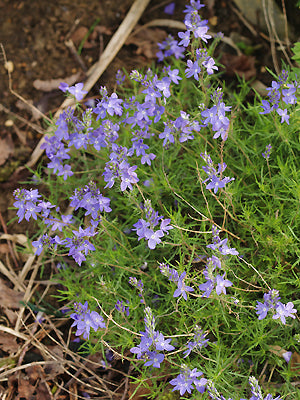 VERONICA AUSTRIACA 'IONIAN SKIES'