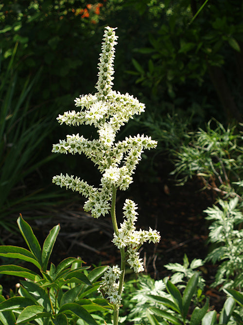 VERATRUM ALBUM