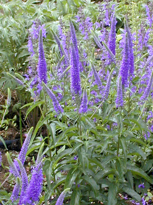 VERONICA 'DARWIN'S BLUE'