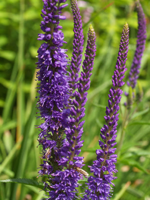 VERONICA 'DARK MARTJE'