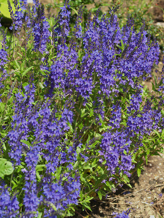 VERONICA SPICATA subsp.HYBRIDA 'ELAINE'S FORM'