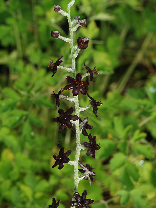 VERATRUM FORMOSANUM