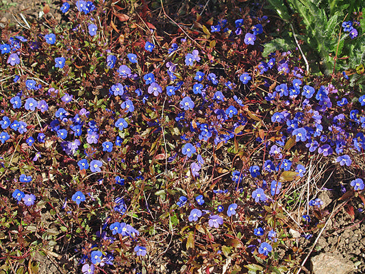 VERONICA UMBROSA 'GEORGIA BLUE'