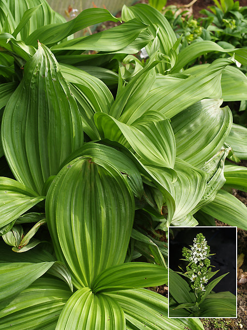 VERATRUM GRANDIFLORUM BSWJ 4416