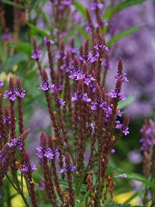 VERBENA HASTATA