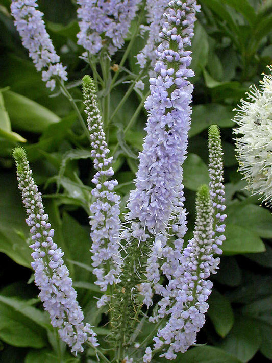 VERONICA LONGIFOLIA 'LILA KARINA'
