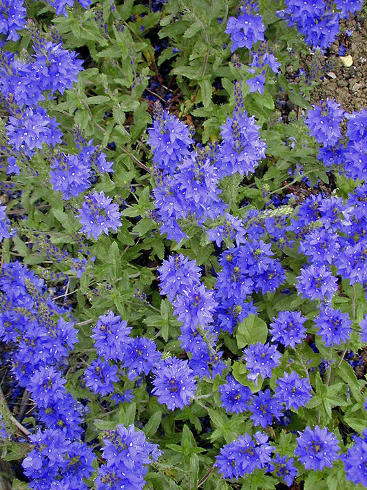 VERONICA PROSTRATA 'LODDON BLUE'