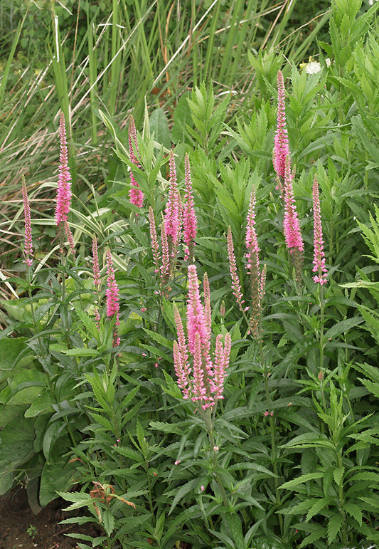 VERONICA 'PINK MARTJE'