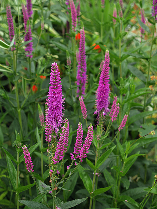 VERONICA SPICATA 'PINK PANTHER'