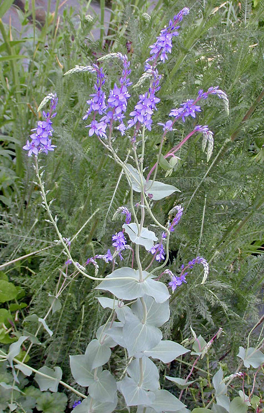 PARAHEBE PERFOLIATA DJHC 757