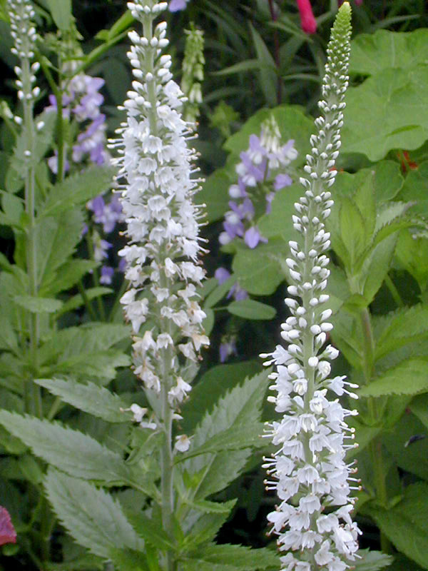 PSEUDOLYSIMACHION SPICATUM