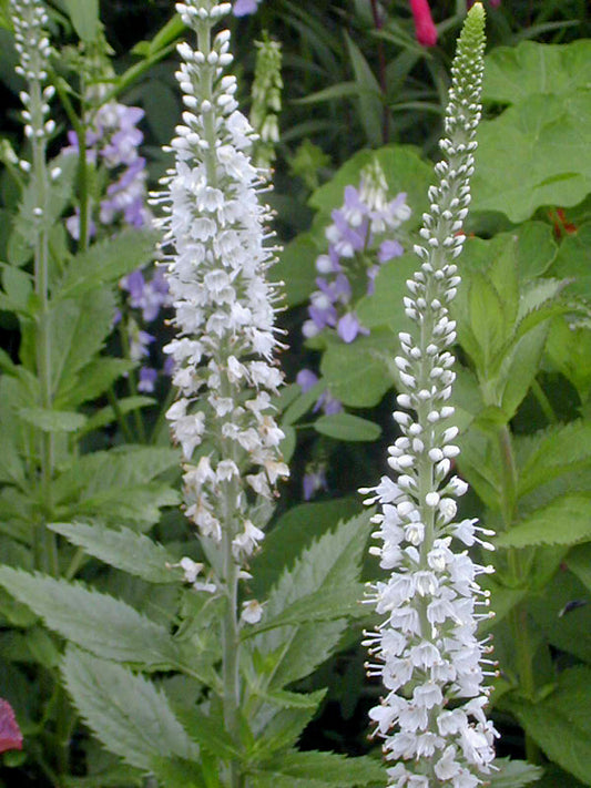 PSEUDOLYSIMACHION SPICATUM