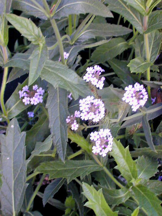 VERBENA RIGIDA 'LILACINA'