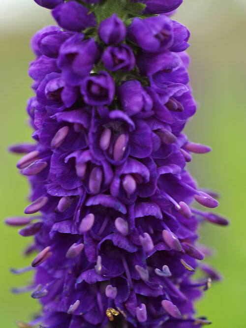 VERONICA 'SUNNY BORDER BLUE'