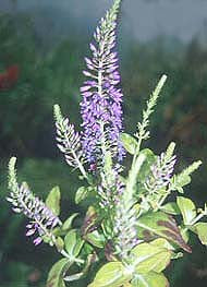 VERONICA SIEBOLDIANA