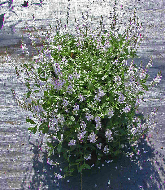 VERONICA x CANTIANA 'KENTISH PINK'