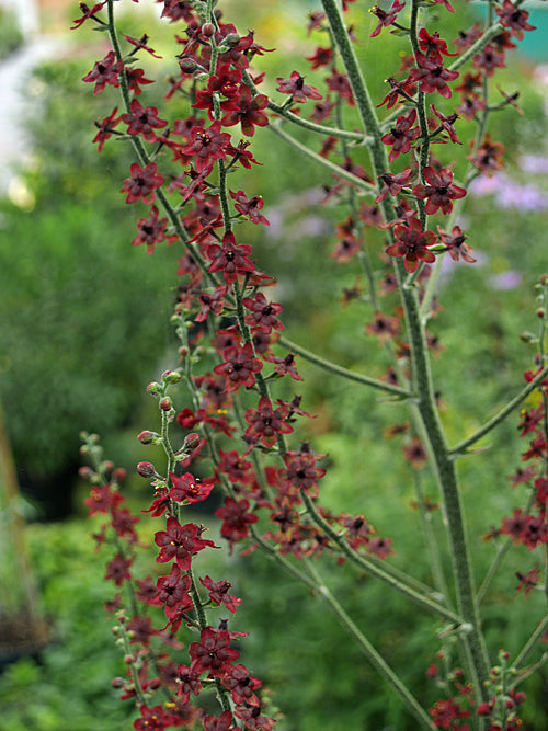 VERATRUM SCHINDLERI BSWJ 4068