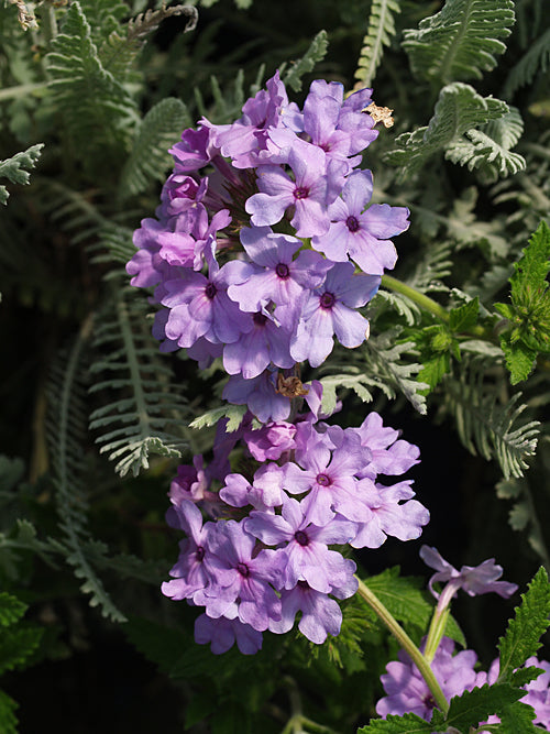 VERBENA 'ABBEVILLE'