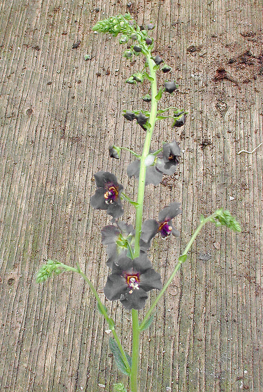 VERBASCUM LURIDUM