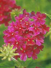 VERBENA 'BATESVILLE ROSE'