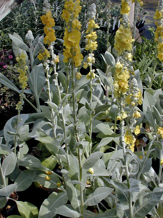 VERBASCUM BOMBYCIFERUM