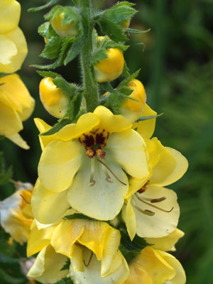 VERBASCUM CRETICUM