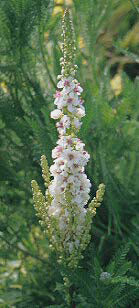 VERBASCUM CHAIXII 'ALBUM'