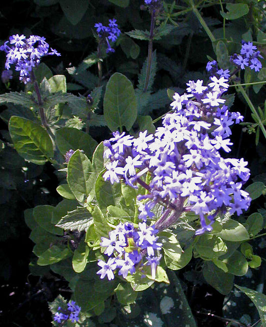 VERBENA CORYMBOSA