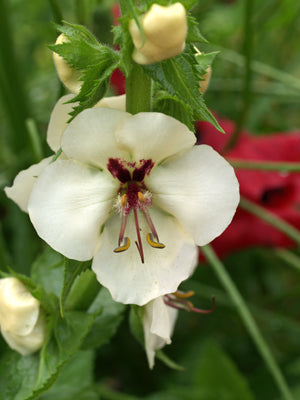 VERBASCUM CRETICUM WHITE FORM