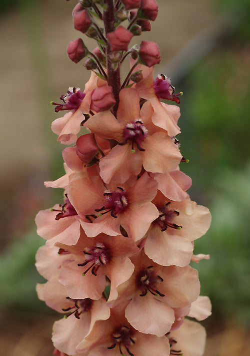 VERBASCUM x HYBRIDUM 'COPPER ROSE'