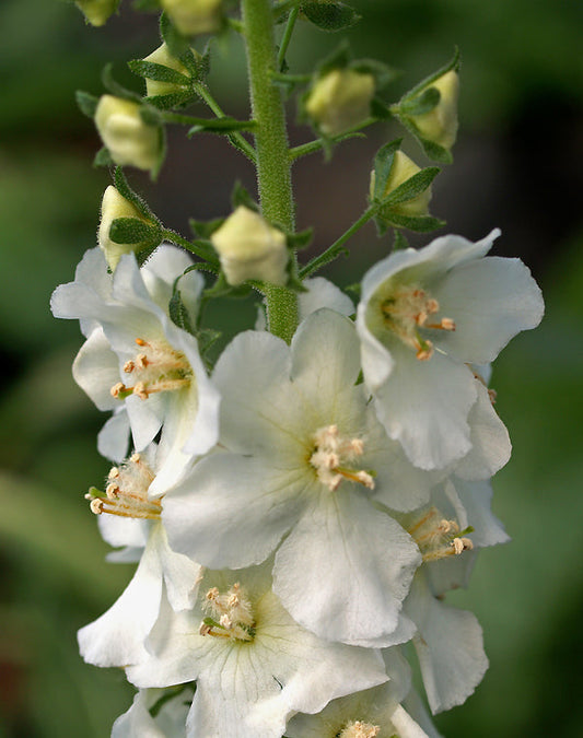 VERBASCUM 'FLUSH OF WHITE'